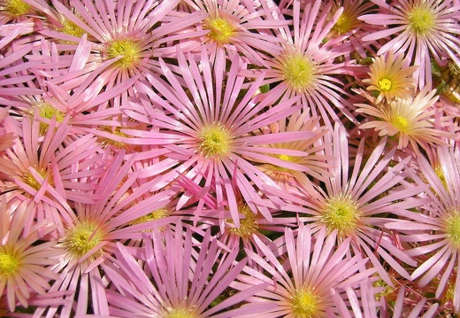 Pink Asters